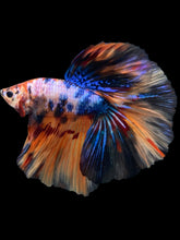 Load image into Gallery viewer, Male Halfmoon - Galaxy #402 - Live Betta Fish
