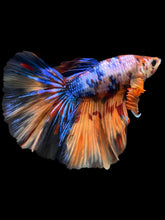 Load image into Gallery viewer, Male Halfmoon - Galaxy #402 - Live Betta Fish
