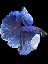 Load image into Gallery viewer, Male Rosetail - Dumbo #403 - Live Betta Fish
