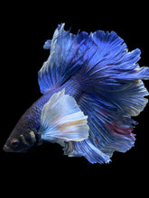 Load image into Gallery viewer, Male Rosetail - Dumbo #403 - Live Betta Fish
