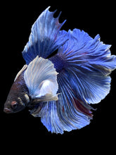 Load image into Gallery viewer, Male Rosetail - Dumbo #403 - Live Betta Fish
