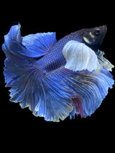 Load image into Gallery viewer, Male Rosetail - Dumbo #403 - Live Betta Fish
