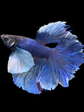 Load image into Gallery viewer, Male Rosetail - Dumbo #403 - Live Betta Fish
