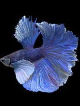 Load image into Gallery viewer, Male Rosetail - Dumbo #403 - Live Betta Fish
