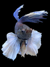 Load image into Gallery viewer, Male Rosetail - Dumbo #403 - Live Betta Fish
