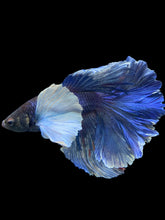 Load image into Gallery viewer, Male Rosetail - Dumbo #403 - Live Betta Fish
