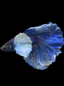 Male Rosetail - Dumbo #403 - Live Betta Fish