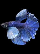 Load image into Gallery viewer, Male Rosetail - Dumbo #403 - Live Betta Fish
