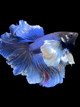 Load image into Gallery viewer, Male Rosetail - Dumbo #403 - Live Betta Fish
