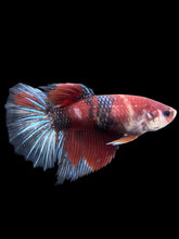 Load image into Gallery viewer, GIANT Female Halfmoon - Red Galaxy #404 Live Betta Fish
