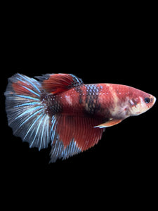 GIANT Female Halfmoon - Red Galaxy #404 Live Betta Fish