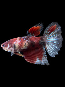 GIANT Female Halfmoon - Red Galaxy #404 Live Betta Fish