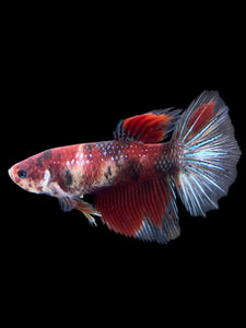 GIANT Female Halfmoon - Red Galaxy #404 Live Betta Fish