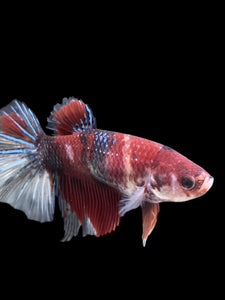 GIANT Female Halfmoon - Red Galaxy #404 Live Betta Fish