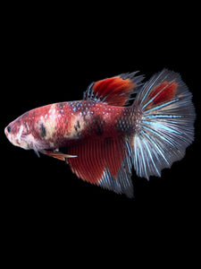 GIANT Female Halfmoon - Red Galaxy #404 Live Betta Fish