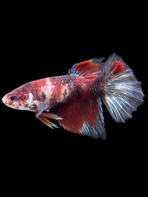 Load image into Gallery viewer, GIANT Female Halfmoon - Red Galaxy #404 Live Betta Fish
