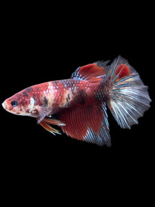 GIANT Female Halfmoon - Red Galaxy #404 Live Betta Fish