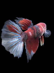 GIANT Female Halfmoon - Red Galaxy #404 Live Betta Fish