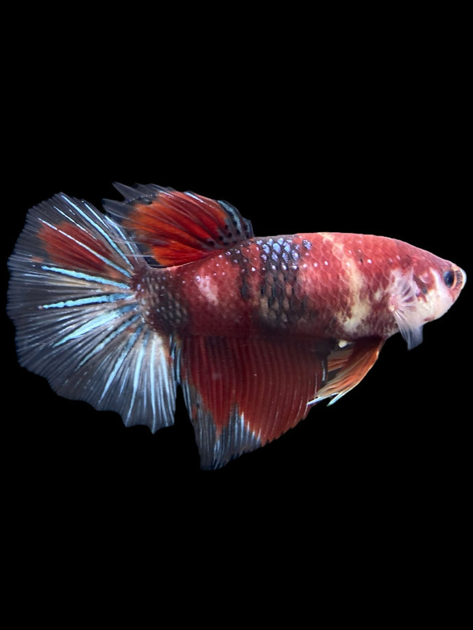 GIANT Female Halfmoon - Red Galaxy #404 Live Betta Fish