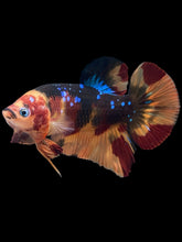 Load image into Gallery viewer, GIANT Male Halfmoon Plakat - Galaxy #405 - Live Betta Fish
