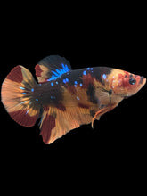 Load image into Gallery viewer, GIANT Male Halfmoon Plakat - Galaxy #405 - Live Betta Fish
