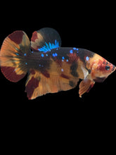 Load image into Gallery viewer, GIANT Male Halfmoon Plakat - Galaxy #405 - Live Betta Fish
