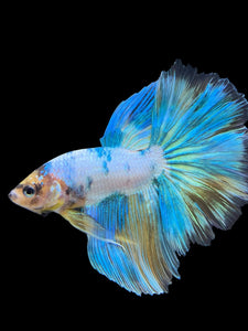 Male Rosetail - Fancy Blue Aqua #407 - Live Betta Fish