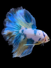 Load image into Gallery viewer, Male Rosetail - Fancy Blue Aqua #407 - Live Betta Fish
