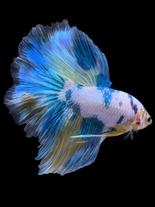 Male Rosetail - Fancy Blue Aqua #407 - Live Betta Fish