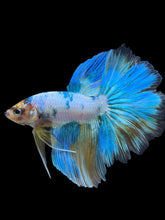 Load image into Gallery viewer, Male Rosetail - Fancy Blue Aqua #407 - Live Betta Fish
