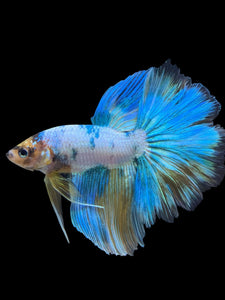 Male Rosetail - Fancy Blue Aqua #407 - Live Betta Fish