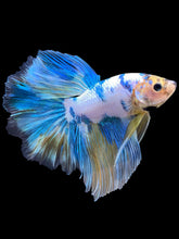 Load image into Gallery viewer, Male Rosetail - Fancy Blue Aqua #407 - Live Betta Fish
