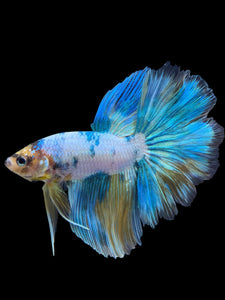 Male Rosetail - Fancy Blue Aqua #407 - Live Betta Fish