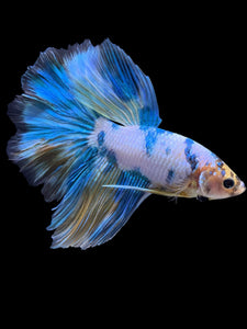 Male Rosetail - Fancy Blue Aqua #407 - Live Betta Fish