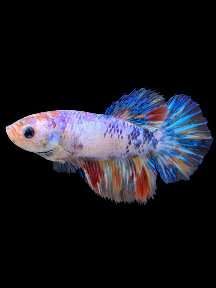 TOP GRADE Female Halfmoon - Multicolor #408 - Live Betta Fish