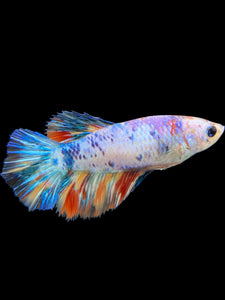 TOP GRADE Female Halfmoon - Multicolor #408 - Live Betta Fish