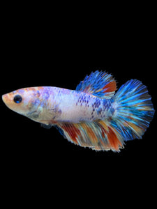 TOP GRADE Female Halfmoon - Multicolor #408 - Live Betta Fish