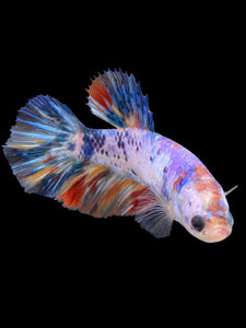 TOP GRADE Female Halfmoon - Multicolor #408 - Live Betta Fish