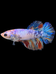 TOP GRADE Female Halfmoon - Multicolor #408 - Live Betta Fish