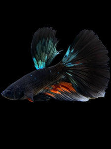 Male Halfmoon - Blue Avatar #409 - Live Betta Fish