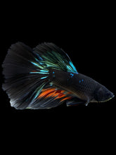 Load image into Gallery viewer, Male Halfmoon - Blue Avatar #409 - Live Betta Fish
