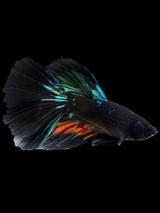 Male Halfmoon - Blue Avatar #409 - Live Betta Fish