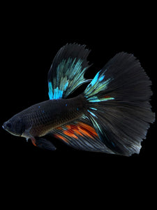 Male Halfmoon - Blue Avatar #409 - Live Betta Fish