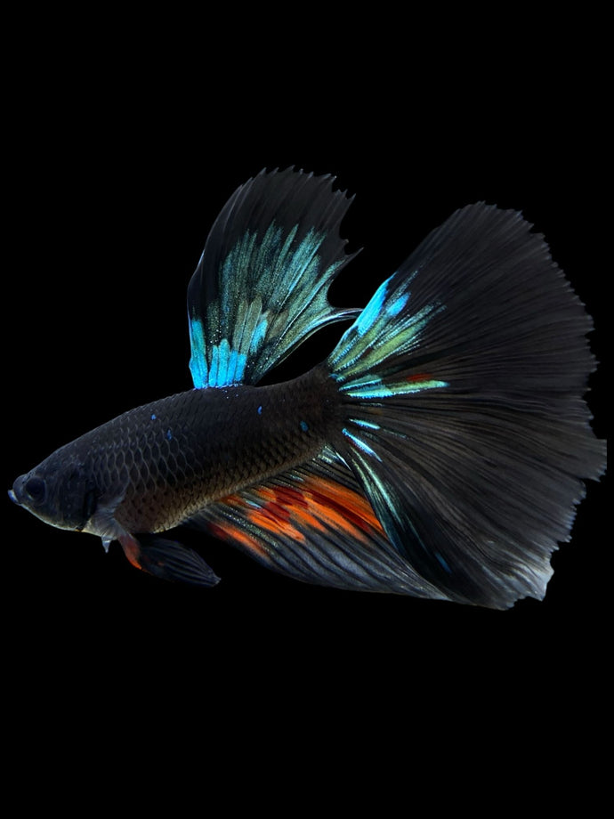 Male Halfmoon - Blue Avatar #409 - Live Betta Fish