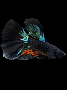 Male Halfmoon - Blue Avatar #409 - Live Betta Fish