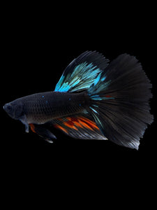 Male Halfmoon - Blue Avatar #409 - Live Betta Fish