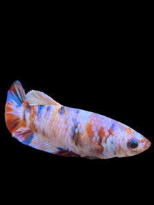 Female Halfmoon Plakat - Multicolor #410 - Live Betta Fish