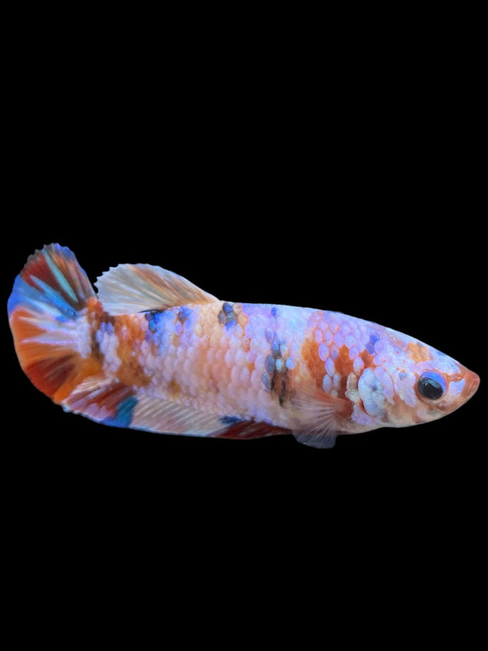 Female Halfmoon Plakat - Multicolor #410 - Live Betta Fish