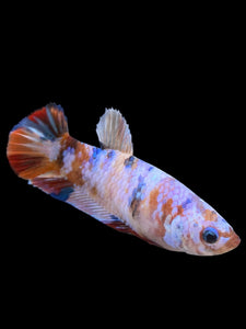 Female Halfmoon Plakat - Multicolor #410 - Live Betta Fish