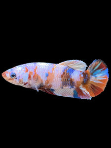 Female Halfmoon Plakat - Multicolor #410 - Live Betta Fish